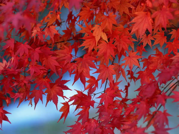 １１月１０日 紅葉 もみじ ３６６日への旅 誕生花編 今日は誕生花