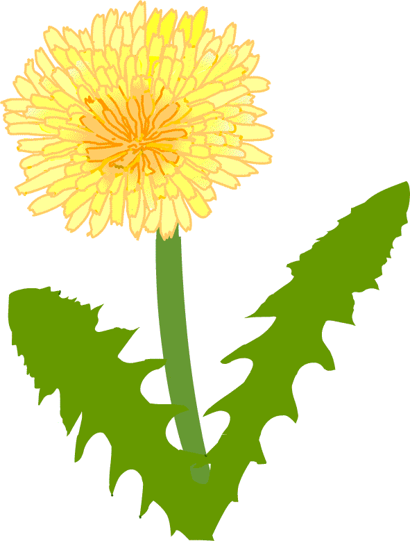 タンポポ ダンデライオン イラスト 無料
