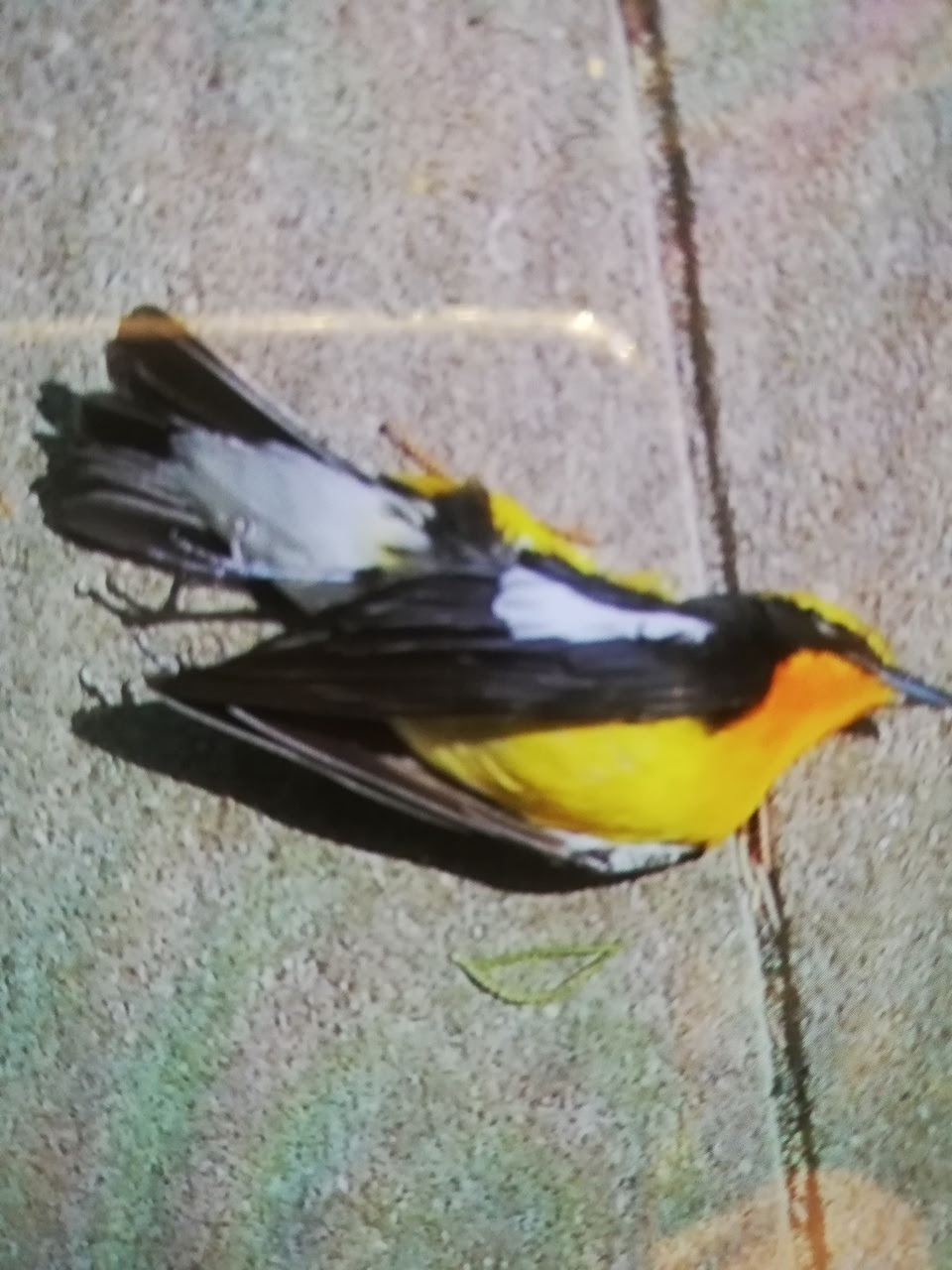 この鳥の名前は何ですか 図鑑 Jp