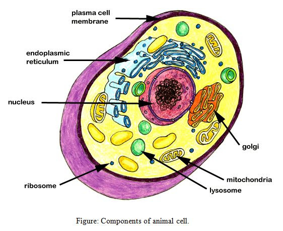 Assignment on Cells - Assignment Point