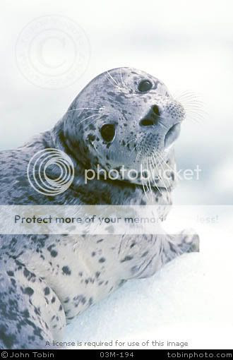 baby seal Pictures, Images and Photos