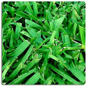 The best time to plant st. The Best St. Augustine Grass for Your Florida Lawn