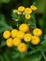 12日 タンジー 花の図書館