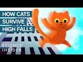 √99以上 猫 落下 高さ 751142-猫 落下 高さ