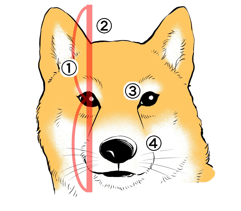 漫画テクニック 動物の描き方 犬 編 Oyukihan S Blog 漫 パワー充電所