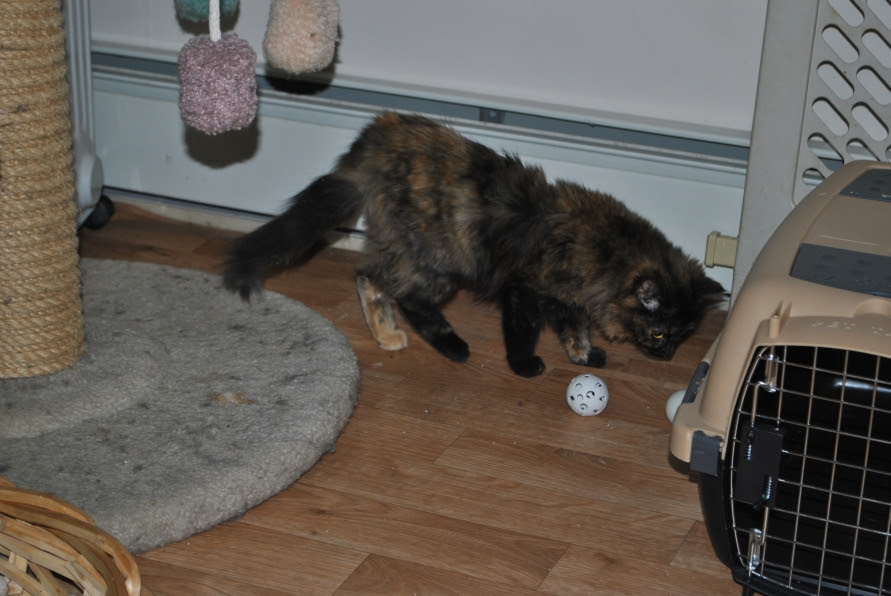 Charlotte thinking about playing with a ball