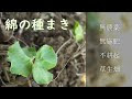 70以上 綿 種まき 281988-綿 ��まき ポット