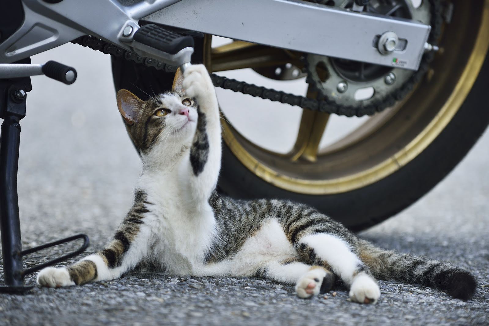 猫まとめ