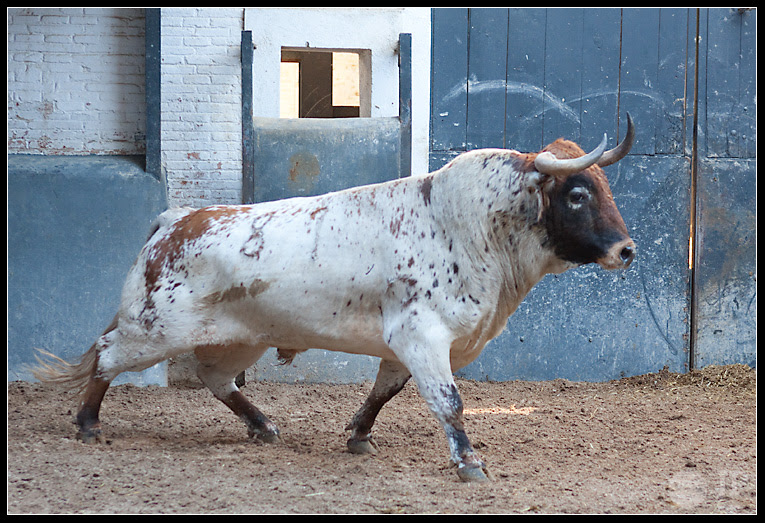 Novillo-de-Pereda-2
