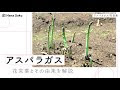 画像 アスパラガス 花 画像 806611-アスパラガス 花 画像