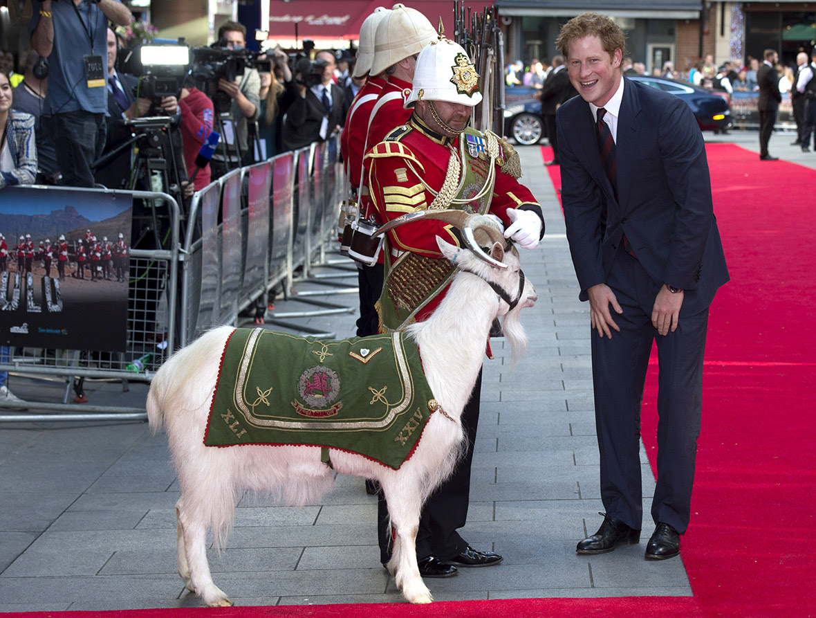 Prince Harry greets Shenkin, the regimental mascot of the 3rd Battalion The Royal Welsh, at the 50th anniversary screening of Zulu at Odeon Leicester Square, London