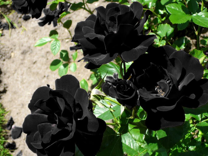 トルコの一部にのみ生息する黒い薔薇 花言葉は 決して滅びることのない愛 Netgeek