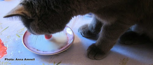 Nestor Burma by Anna Amnell