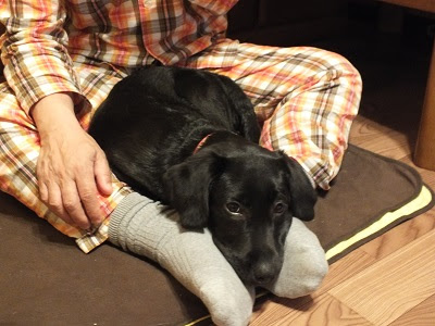 犬が膝の上に乗ってくるのはいいの いけないの 犬と一緒に はじめてのパピーウォーカー