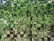 24+ Tanaman Cabe Jamu, Tergokil!