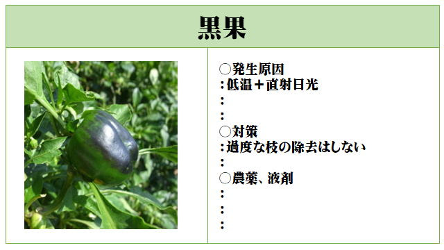 ピーマンの病気と害虫について