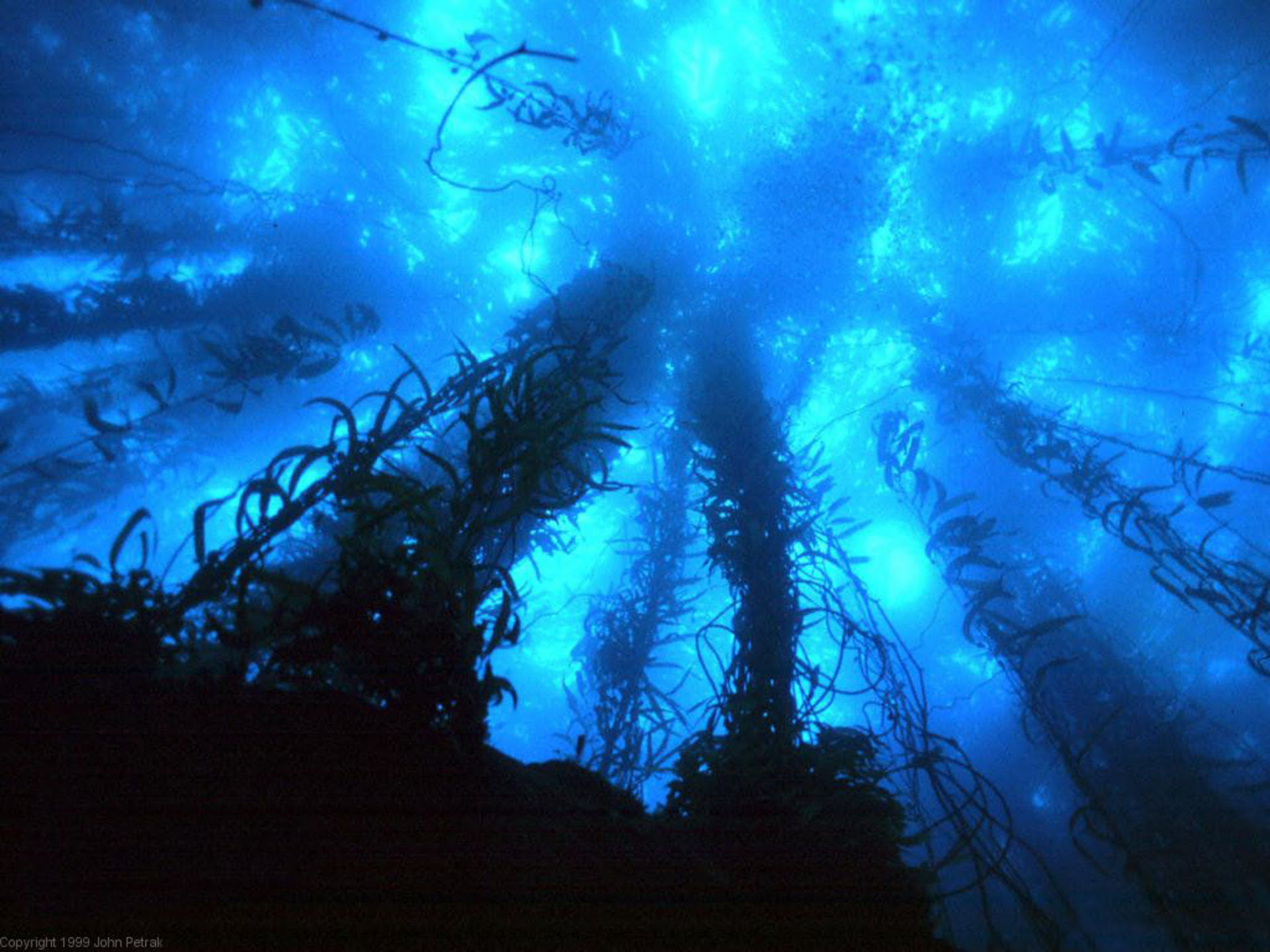 Deep Sea Wallpaper - WallpaperSafari