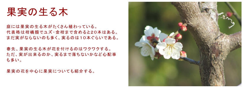 果実の生る木