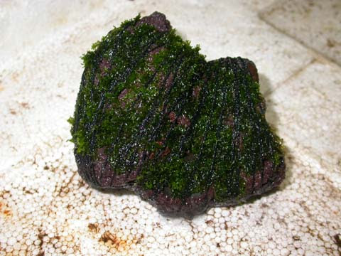 5400 Aquascape Bambu Gratis Terbaru