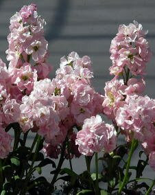 花 ストック 1月17日の花と花言葉 ストック 魅る魅るガーデニング