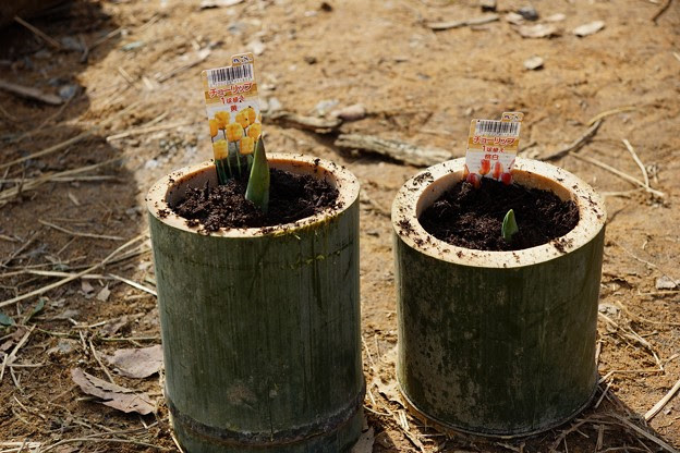 竹の植木鉢 写真共有サイト フォト蔵