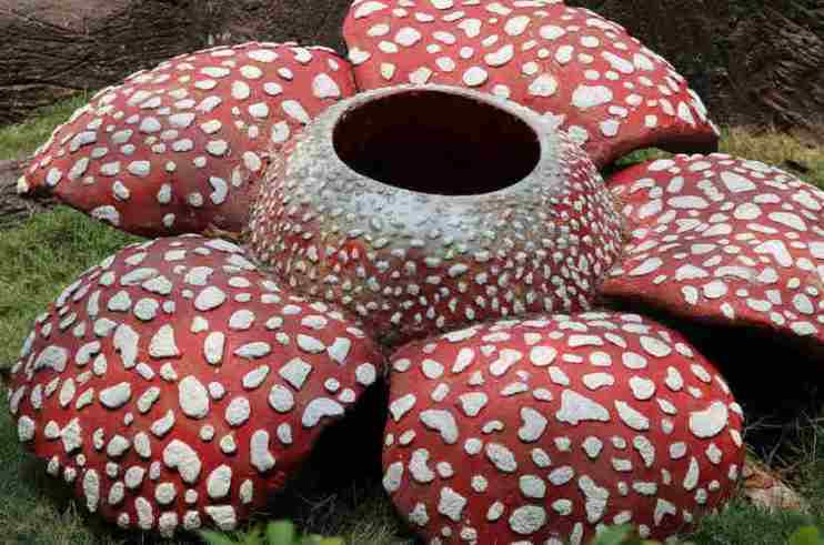 123 Gambar  Bunga  dan Macam Macam Jenis Indah Langka 