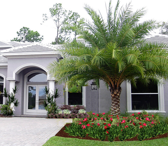 ... Landscape - Tropical - Landscape - tampa - by Tampa Landscape Design