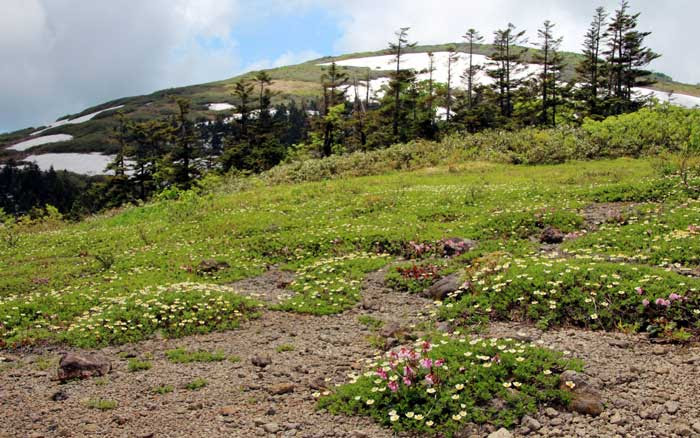 花の百名山 森吉山 あきたの森づくり活動サポートセンター