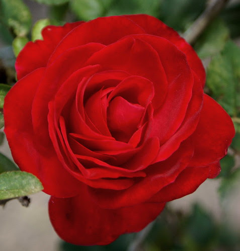 Red Rose by *..ACR..*