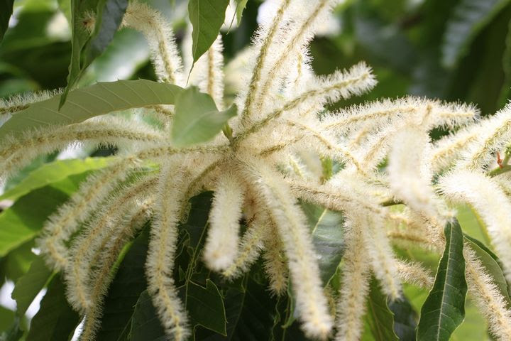栗の花 この花のどこが実になるんじゃ 風のまなざし 季の彩