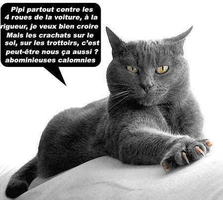 Adopter Un Chat Male Ou Femelle
