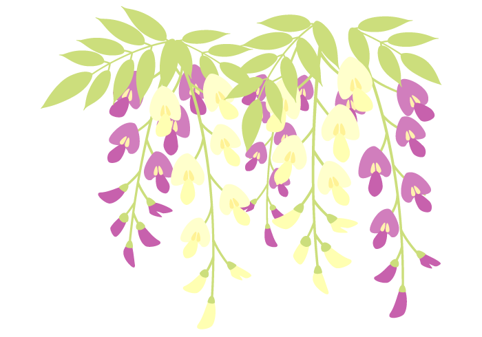 フジ 藤 の花 美しい無料のフリーイラスト素材集