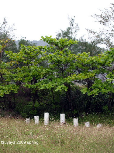 花蓮。磯崎國小