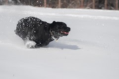 Tucker