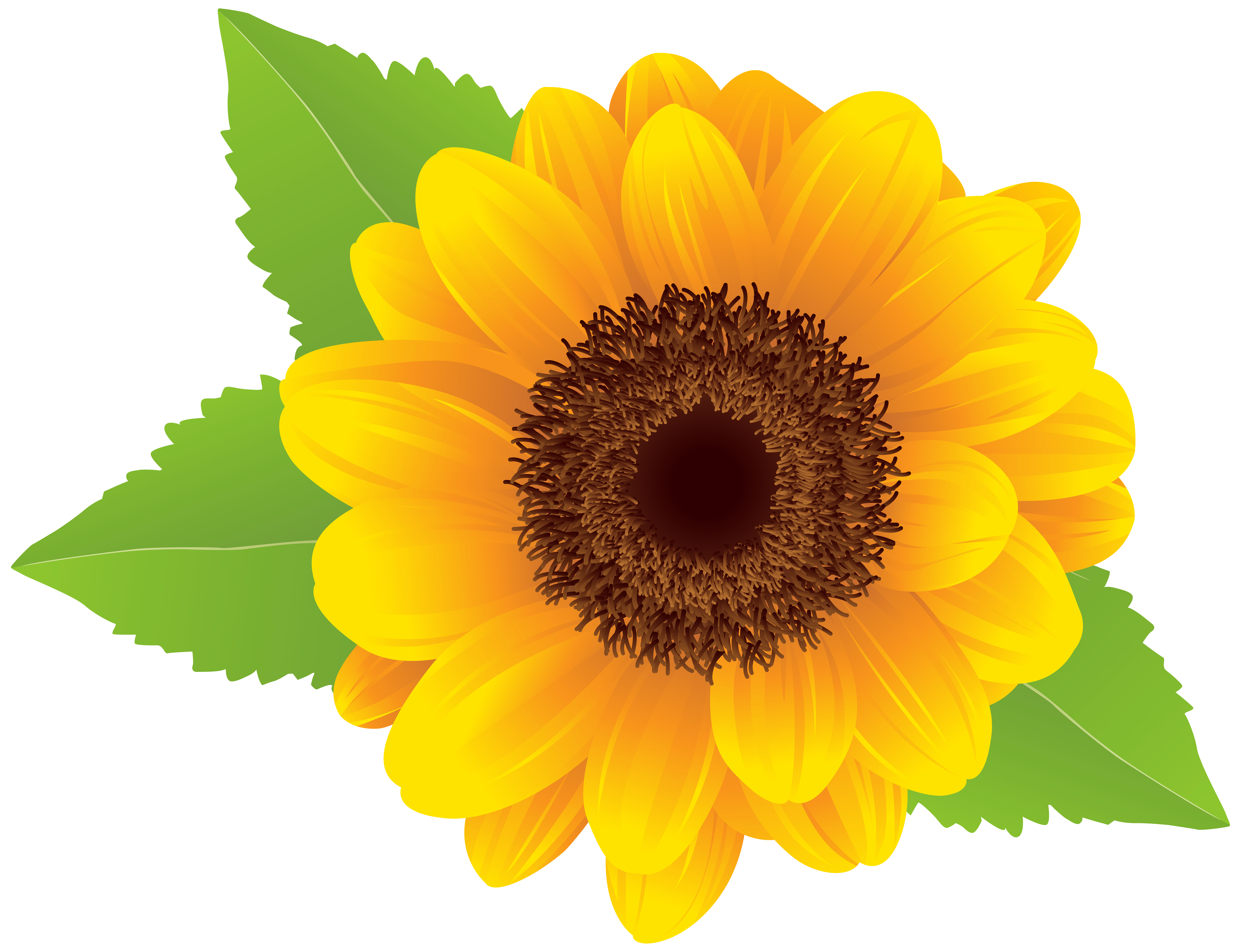 Free Free 236 Clipart Sun Flower Clipart Transparent Background Sunflower Sunflower Png SVG PNG EPS DXF File