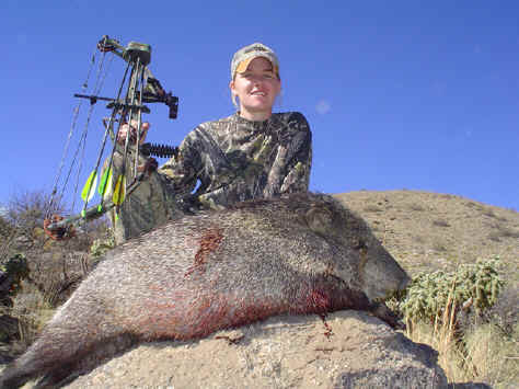 an Arizona javelina boar
