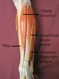 Cold Laser Treatments for Shin Splints Pain
