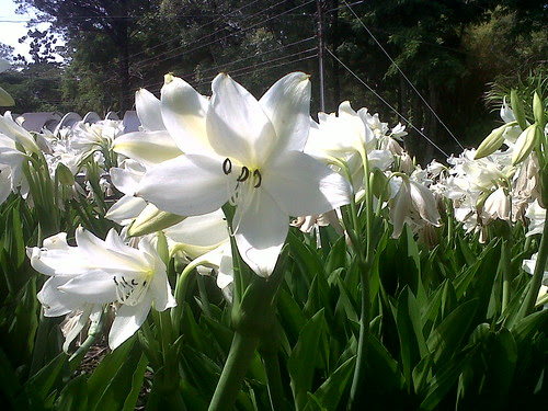 Crinum by elprofedebiolo