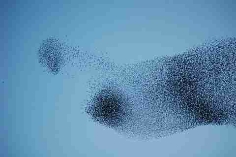 Σύννεφα από πουλιά!