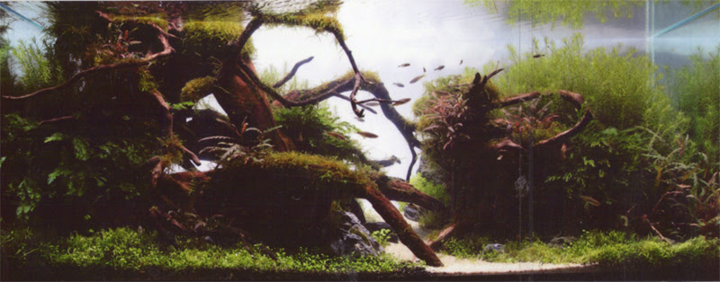 Iaplc 世界水草レイアウトコンテスト 歴代出品水槽 年 114位 2358人中入賞 Title Orb 玉響 水槽サイズ 1 50 50ｃｍ 当コンテストで審査員でもある当社会長が珍しく褒めてくれたレイアウトを コンテスト用に作り直したものです この年から