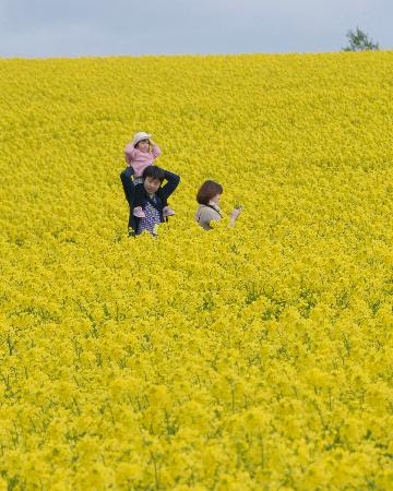 北海道 滝川市 菜の花が見ごろ 丘一面の黄色いじゅうたん 丘一面に咲き誇る菜の花畑を散策する親子連れ １７日午後 北海道滝川市 四国新聞社