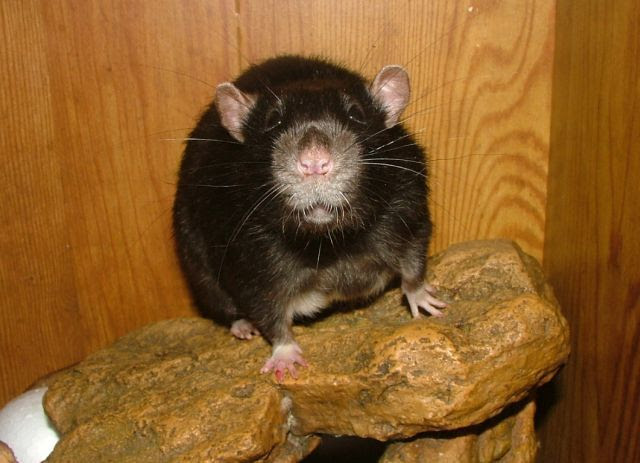 external image dec28Ryuu.jpg%7Eoriginal