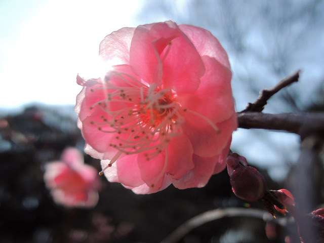 Sun plum 初春の太陽を感じる紅梅