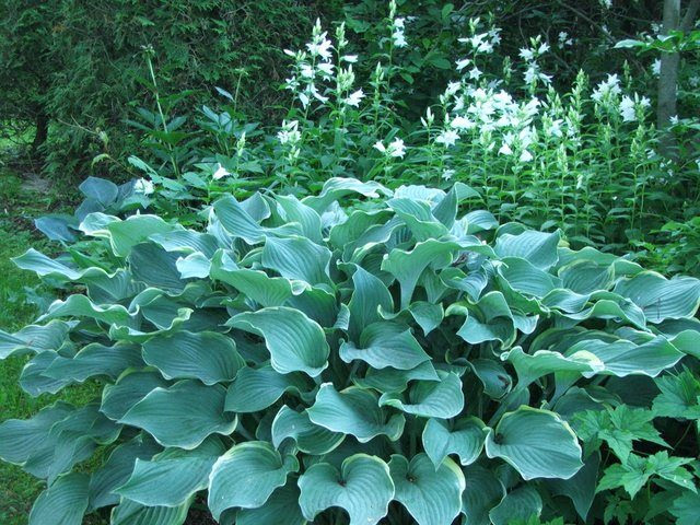 Hosta Regal Splendor