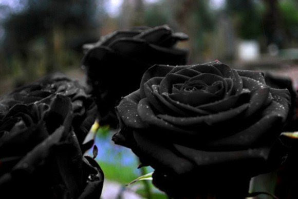トルコの一部にのみ生息する黒い薔薇 花言葉は 決して滅びることのない愛 Netgeek