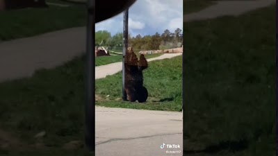 Somebody Come Get Her Bear Meme