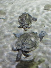 Blue Reef Aquarium , Cornwall