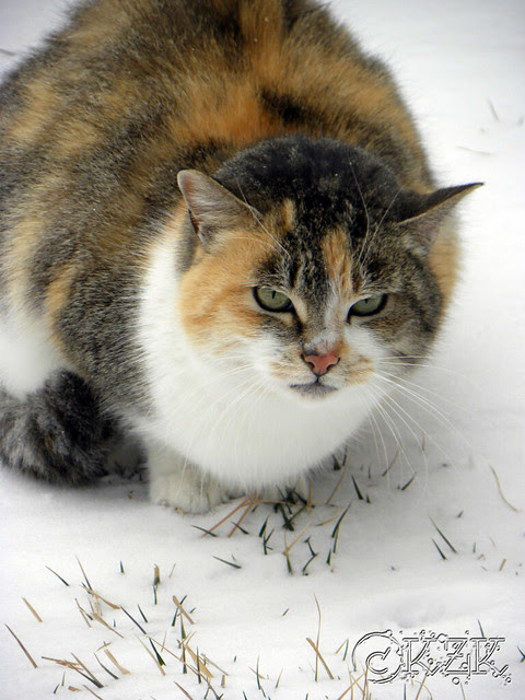 DSCN0594 Calico Kitty