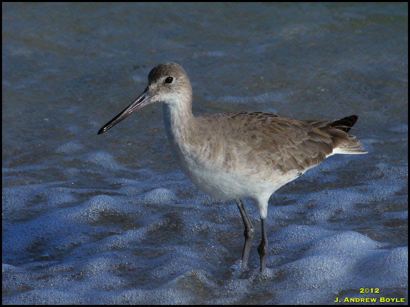 Willet