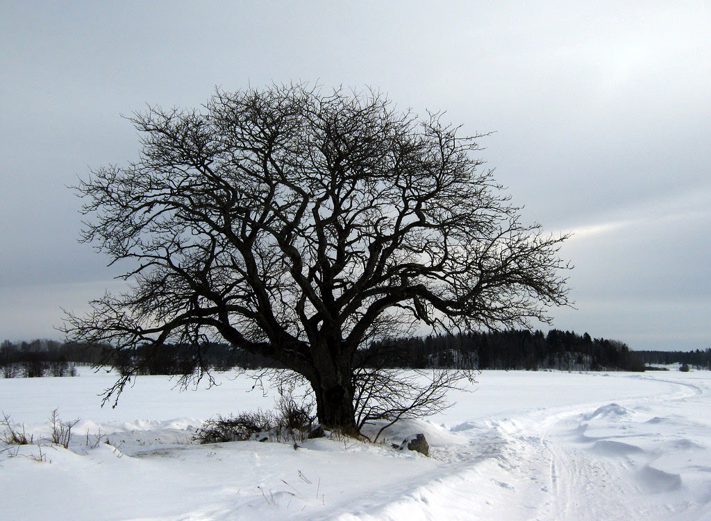 That Old Tree